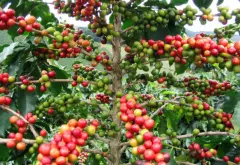 坦桑尼亚咖啡业 庄园咖啡豆 精品咖啡 非洲风味咖啡