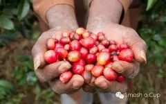 “耶加雪啡”味 非洲精品咖啡 非洲咖啡特点 咖啡豆 咖啡英文