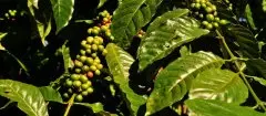 巴布亚新几内亚(Papua New Guinea) 有机小型农场种植 岛屿咖啡风
