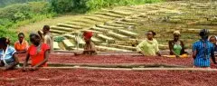 哥斯达黎加 钻石山庄园 水洗咖啡熟豆 水洗SHB卡杜拉 精品咖啡豆