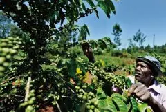 哥斯达黎加钻石山庄园水洗咖啡熟豆 卡杜拉咖啡品种高品质咖啡