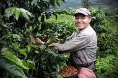 苏门答腊Sumatra最适合深烘焙的咖啡豆之一厚重的风味与低酸度