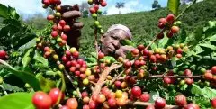 卢旺达西部省穆修伊处理厂波旁种精品黑咖啡