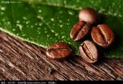 乌干达咖啡独特的非洲咖啡 有机Bugisu产区 罗布斯塔种咖啡的原产