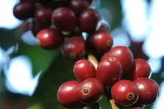 津巴布韦咖啡 AA-Dandoni村平衡和独特的东非野生的味道 咖啡豆