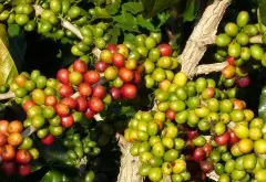 东帝汶咖啡 檀木香气 湿法加工的印尼属咖啡 风味类似于爪哇咖啡