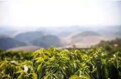 赞比亚咖啡富有野性的风味和鼠尾草的回味 AA +咖啡豆
