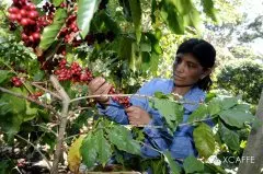 巴拿马咖啡之波奎特花蝴蝶优质的咖啡阿卡巴庄园著名庄园