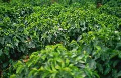 耶加雪菲世界上最有名的精品生豆花香的香味埃塞俄比亚耶加雪菲G2