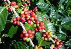 热带水果香气巴厘岛 明亮跟复杂的酸质风味 浓郁咖啡豆 精品咖啡