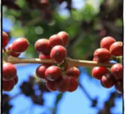 珍珠小圆豆  非洲吉利马札水洗波旁坦桑尼亚乞力马扎罗  精品咖啡