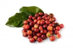 危地马拉精品咖啡豆 薇薇特南果产区 咖啡熟豆危地马拉咖啡