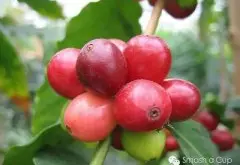 危地马拉精品咖啡 安提瓜产区 薇薇特南果产地 美洲精品咖啡