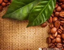 巴拿马精品熟豆 海拔高的咖啡产地 价格平实品质稳定 丘比特庄园