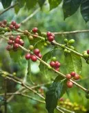 哥伦比亚三冠王希望庄园/蜜处理摩卡精品咖啡 摩卡咖啡豆