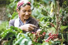 2015—2016年云南咖啡豆采收季结束 产量达到13.9万吨