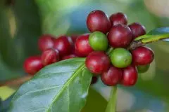 埃尔贡山庄园非洲精品咖啡 均衡可口的酸度甜蜜活泼的口感