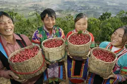 云南咖啡的绿色梦想走精深加工是必由之路,加入国际咖啡巨头的竞