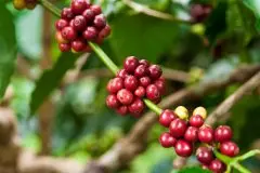 九十+的传奇背景啡原生地埃塞俄比亚野生品种 巴拿马咖啡风味