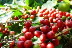 埃塞尔比亚精品咖啡埃塞的地理环境埃塞咖啡一年收获 果香风味