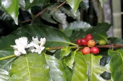 如何鉴别咖啡豆的品质杯测是什么 考Q专业咖啡师 咖啡豆品质