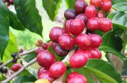 埃塞俄比亚咖啡产区是希达莫哈拉尔耶加雪飞Sidamo, Harrar and Y