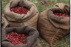肯尼亚AA级咖啡豆Nyeri家图吉Gatugi处理厂 非洲精品咖啡豆