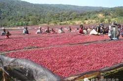 科契尔 埃塞俄比亚著名的阿拉比卡咖啡豆Sigiga合作社