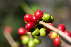 深焙最适合秘鲁咖啡豆著名产区婵茶玛悠 拉丁美洲精品咖啡