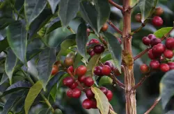 萨尔瓦多（El Salvador）认证的有机咖啡拉丁美洲咖啡风味