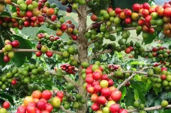 UTZ Certified 优质咖啡认证推动咖啡行业的可持续发展