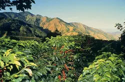 单品咖啡黄蜜处理哥斯达黎加叶尔莎罗处理厂 咖啡生豆