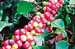 咖啡危地马拉薇薇特南果进口生豆中美洲SHB极硬豆精品咖啡豆