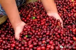 咖啡生豆的贸易模式正在改变，挑战与机会并存