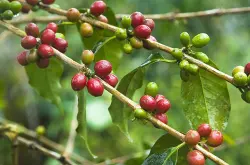卡门庄园 巴拿马精品咖啡 咖啡樱桃波魁特产区