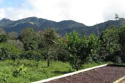 巴拿马巴鲁火山爱神邱比特年高海拔生豆瑰夏含量30%卡杜艾卡杜拉