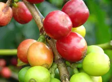 Belekara合作社耶加雪菲 Gedeo-Wenago维娜果 埃塞尔比亚咖啡豆