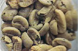 从老挝进口的咖啡豆检出有害咖啡果小蠹