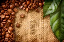 伯爵红茶口感西达摩夏奇索咖啡风味、特色、口感及庄园介绍