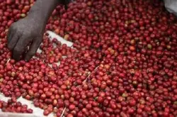 甘蔗汁红酒果酸肯尼亚锦初谷咖啡风味、特色、口感及庄园介绍
