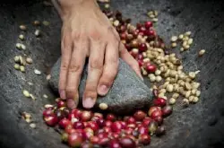 产量少而精的牙买加咖啡品种特点口感庄园精品咖啡豆风味介绍