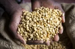 纯正风味坦桑尼亚咖啡品种特点口感庄园精品咖啡豆风味介绍