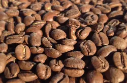 口味芳香拉雷斯尧科咖啡品种特点口感庄园精品咖啡豆风味介绍