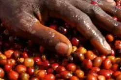 风味水果的班其玛吉咖啡品种口感特点庄园精品咖啡豆风味介绍