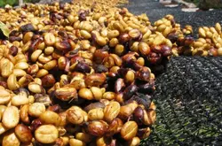 醇香型香而不烈的云南咖啡品种口感特点庄园精品咖啡豆风味介绍