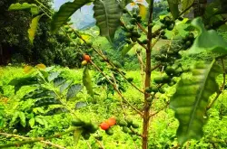 具有丰富香气均衡的安提瓜咖啡品种口感特点庄园精品咖啡豆风味介