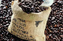 芳香致命风味俱全的玛翡咖啡品种口感特点庄园精品咖啡豆风味介绍