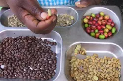个性鲜明的日晒耶加雪菲沃卡品种口感特点庄园精品咖啡豆风味介绍