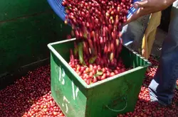 水果风味班其玛吉咖啡品种口感庄园特点精品咖啡豆风味介绍