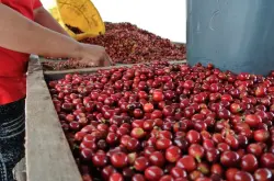 低调淡香而优雅的哥伦比亚咖啡品种口感庄园特点精品咖啡豆风味介